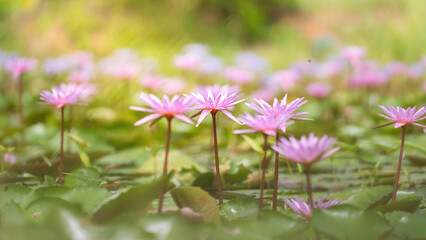Beautiful pink lotus or waterlily flower that growth in water pond, with freshness morning sunlight environment. Nature and background photo.