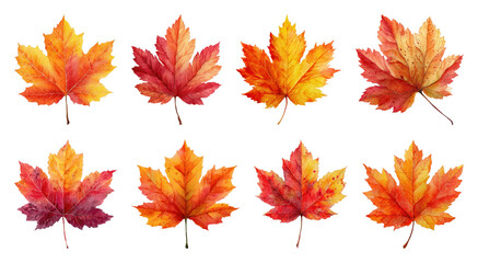 Fototapeta premium PNG Vibrant autumn maple leaves illustration, element set on transparent background
