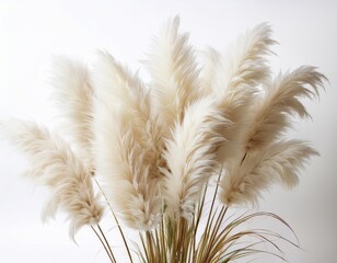 pampas grass with fluffy white plumes white isolated background white background