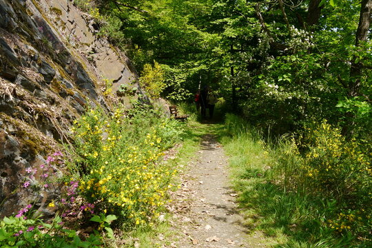 Wanderweg am Kobersfelsen bei Burgk an der Saale