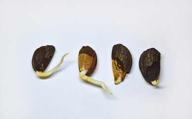 Sprouted almond seeds with tiny sprouts on a white background. Four almonds from which future trees sprouted. Greening the planet and caring for the environment.