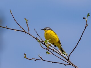 Yellow Wagtail (Motacilla flava) in spring.