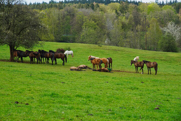 Pferdeherde auf einer Weide bei Waldhölzbach, Saarland
