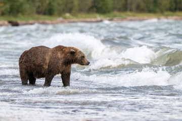 Alaskan brown bear searching for salmon in Naknek Lake