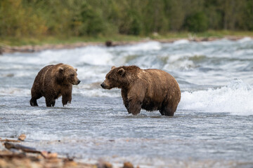Two Alaskan browns bear searching for salmon in Naknek Lake.