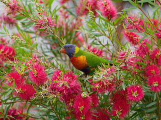 Rainbow Lorikeet (Trichoglossus moluccanus) perched in a red flowering callistemon bottlebrush tree or shrub