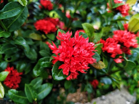 red dahlia flower