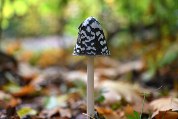 Tintling im Herbstwald