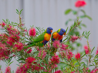 A pair of Rainbow Lorikeets (Trichoglossus moluccanus) in a backyard garden perched in a red flowering callistemon or bottlebrush shrub