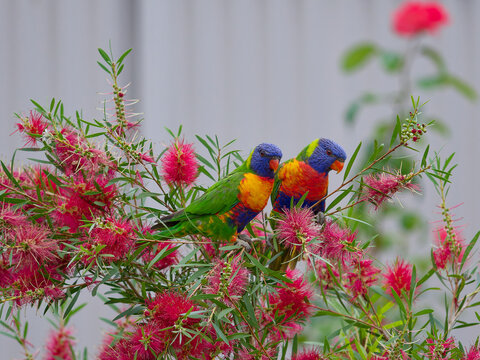 A pair of Rainbow Lorikeets (Trichoglossus moluccanus) in a backyard garden perched in a red flowering callistemon or bottlebrush shrub