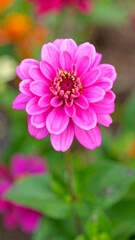 Beautiful pink flower blooming in garden showing color and natural perfection