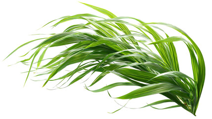 There is sprouted grass for a cat on a white background. PNG image 