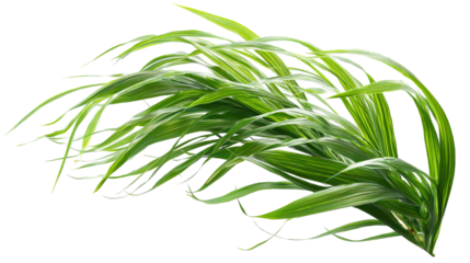 There is sprouted grass for a cat on a white background. PNG image 