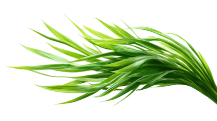 There is sprouted grass for a cat on a white background. PNG image 