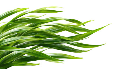 There is sprouted grass for a cat on a white background. PNG image 