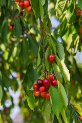 Fruit orchard with fresh sweet cherries ready for harvest