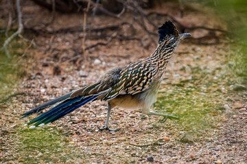  Roadrunner