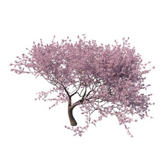 Blossoming sakura cherry tree isolated transparent background 3d rendering PNG

