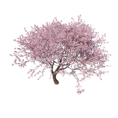Obraz premium Blossoming sakura cherry tree isolated transparent background 3d rendering PNG 