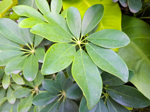 Dwarf Umbrella Tree Foliage Abstract Radial Pattern Close Up Schefflera Arboricola Nature Background