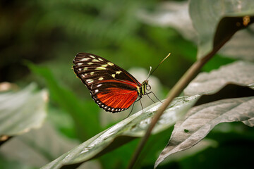 schmetterling mit bunten flügeln sitzt auf einem grünen blatt im wintergarten m