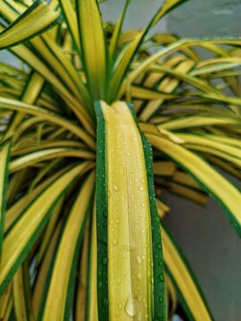  tree leaves