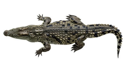 Overhead View of Complete Crocodile Body  Detailed Scales and Texture  Natural Color on Transparent