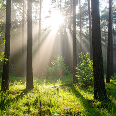 Obraz premium Sunlight streams through forest trees illuminating the green undergrowth