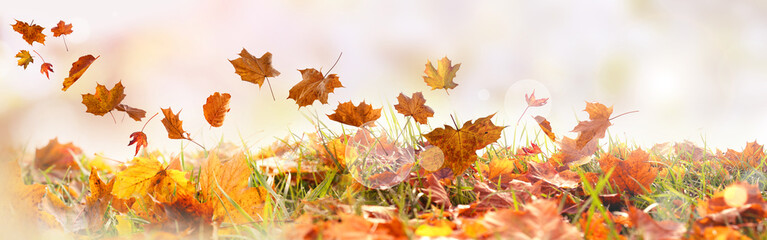 Colorful autumn leaves on a meadow with with blurred background in delicate autumn colors and light bokeh. Suitable for seasonal nature concepts and occasions with space for text.