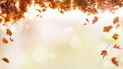 Colorful autumn leaves falling from a tree. Seasonal nature panorama with soft bokeh. Background in delicate colors for seasonal occasions and holidays with space for text.