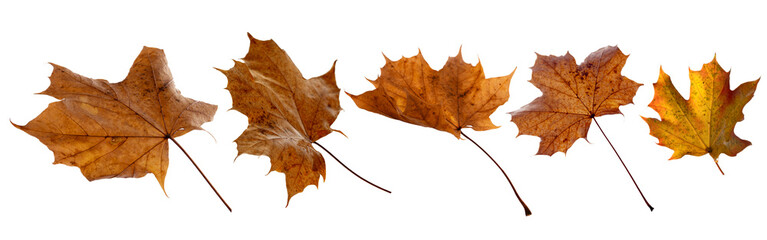 Various colorful autumn leaves isolated on white background. Suitable for seasonal nature concepts...