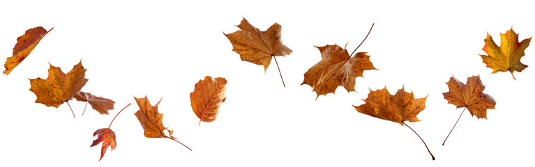 Various colorful autumn leaves isolated on white background. Suitable for seasonal nature concepts and decorations.
