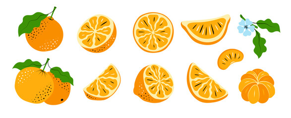 Orange and Mandarin Vector Set. Hand-Drawn Citrus Slices and Leaves. Colorful sketch illustration 
