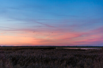 Wide View of Wetlands near Greifswald, Northern Germany, with Cranes Flying under Purple Blue Hour Sky