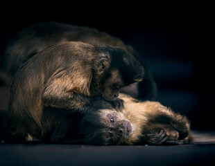 Sapajus apella Capuchin monkey © Oleksandr Krainiukov