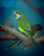 Myiopsitta monachus 
green winged macaw