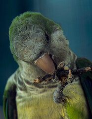 Myiopsitta monachus 
green winged macaw