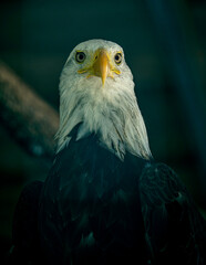 bald eagle portrait