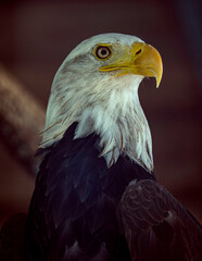 bald eagle portrait