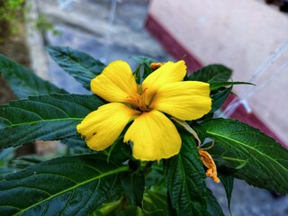 yellow flower in the garden