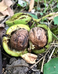 Wild walnuts in green husks on ground with split shells and wrinkled brown nuts