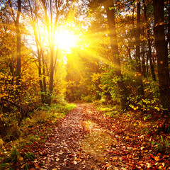 Obraz premium Sunlit forest path with vibrant autumn foliage and golden sunlight beams