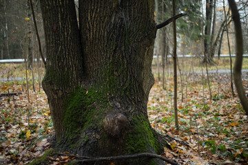 Triple oak tree. A large tree in the park.