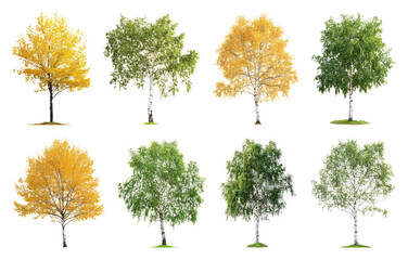 Fototapeta premium PNG Colorful trees in seasonal transition, element set on transparent background