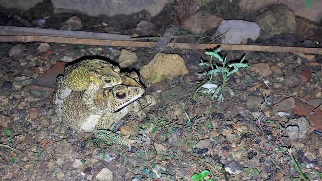 4K Love and Perseverance: Frogs in a Night Pair, Symbols of Nature's Survival.