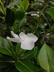 Obraz premium White Madagascar Periwinkle (Catharanthus roseus) Bloom in Natural Light – Tropical Garden Flower 