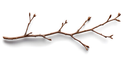 Fototapeta premium Straight brown tree branch with no leaves, featuring small buds, rests against white background, evoking sense of nature simplicity and beauty
