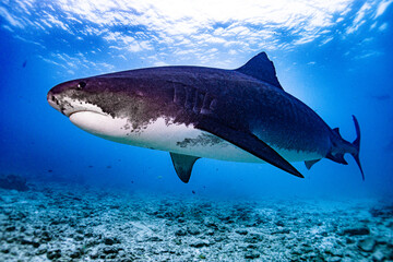 Fototapeta premium Tiger shark swimming around Fuvahmulah 1