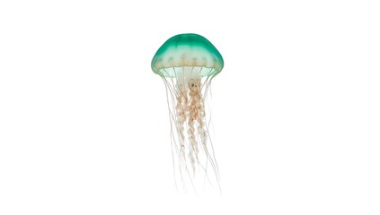 A single green jellyfish with long tentacles isolated on a white background