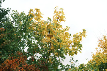A tree with green leaves and yellow leaves is in the foreground
